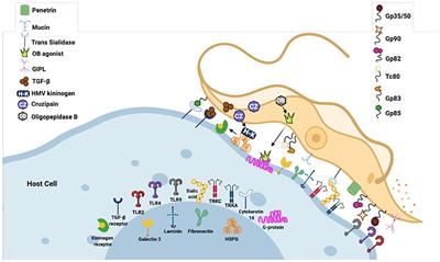 New insights into Trypanosoma cruzi genetic diversity, and its influence on parasite biology and clinical outcomes